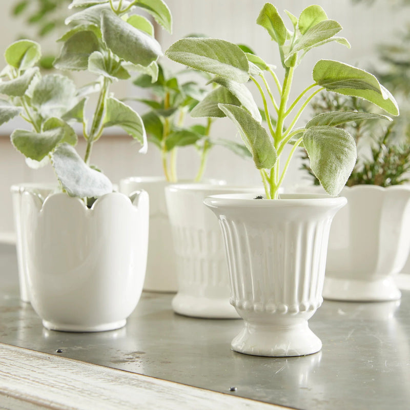 White ceramic planters with green plants on a wooden surface